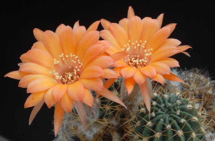 Lobivia_schieleana